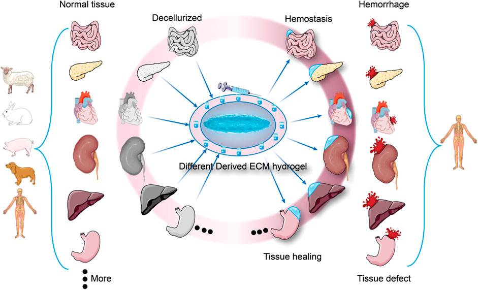 ファッションなデザイン | Frontiers Development matrix extracellular of potential ドラゴンボールカード
