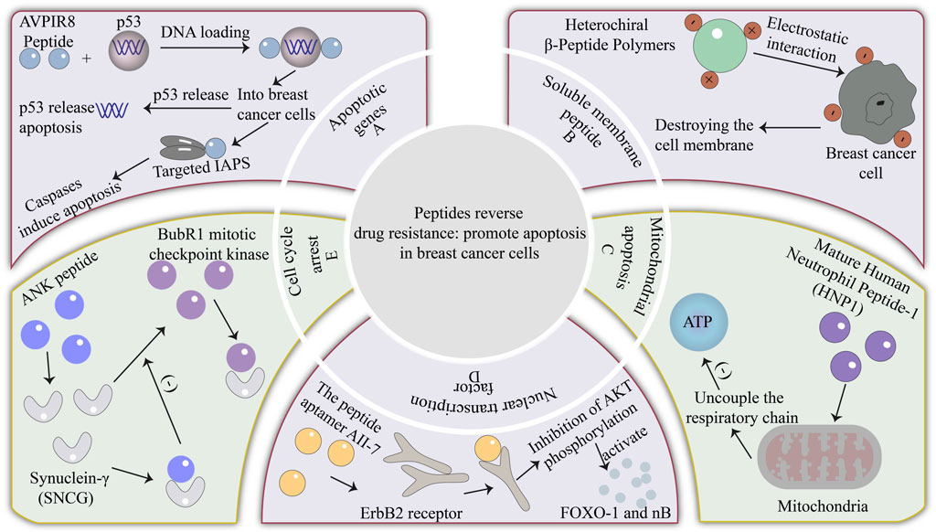 Frontiers | The role of peptides in reversing