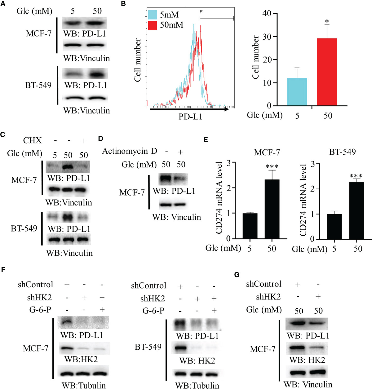 Frontiers | Glycolytic enzyme HK2 promotes PD-L1 expression