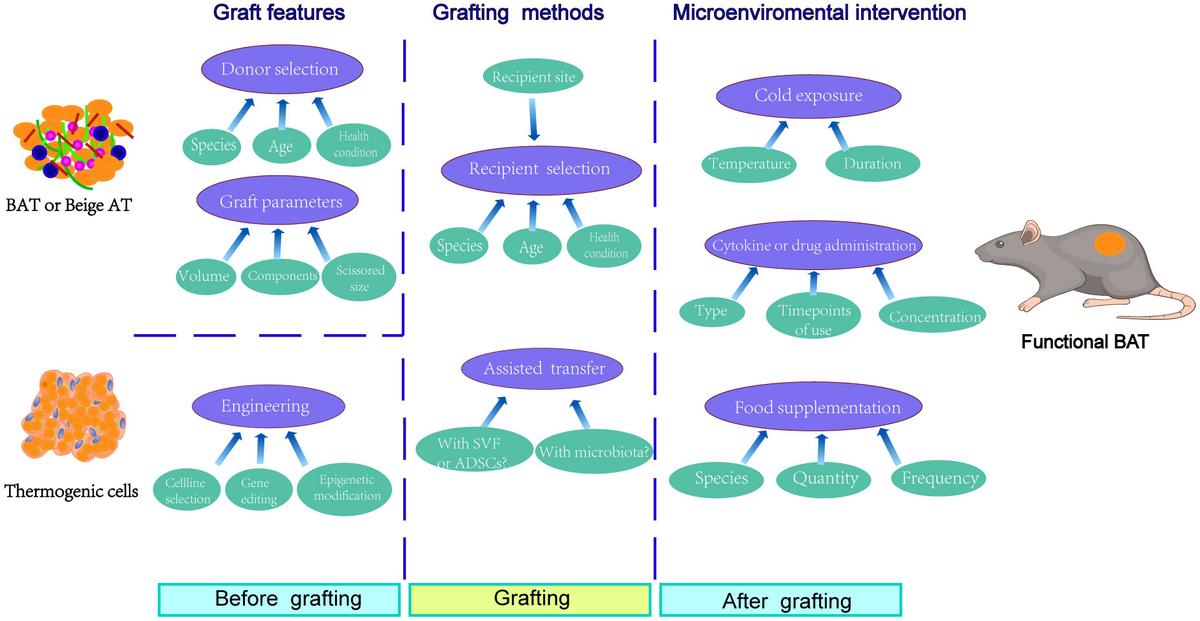くらしを楽しむアイテム and Progress | Frontiers obstacles of transplantation in 財布・ケース・小物入れ