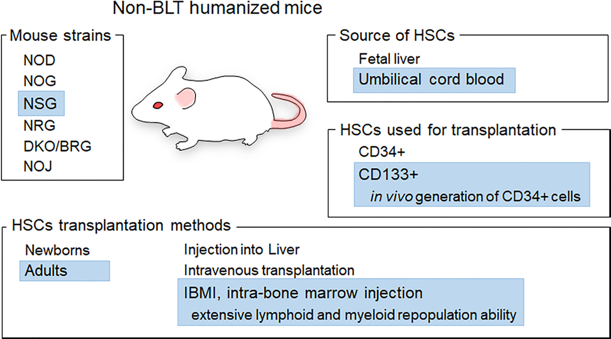 Frontiers | Humanized mice generated by intra-bone marrow
