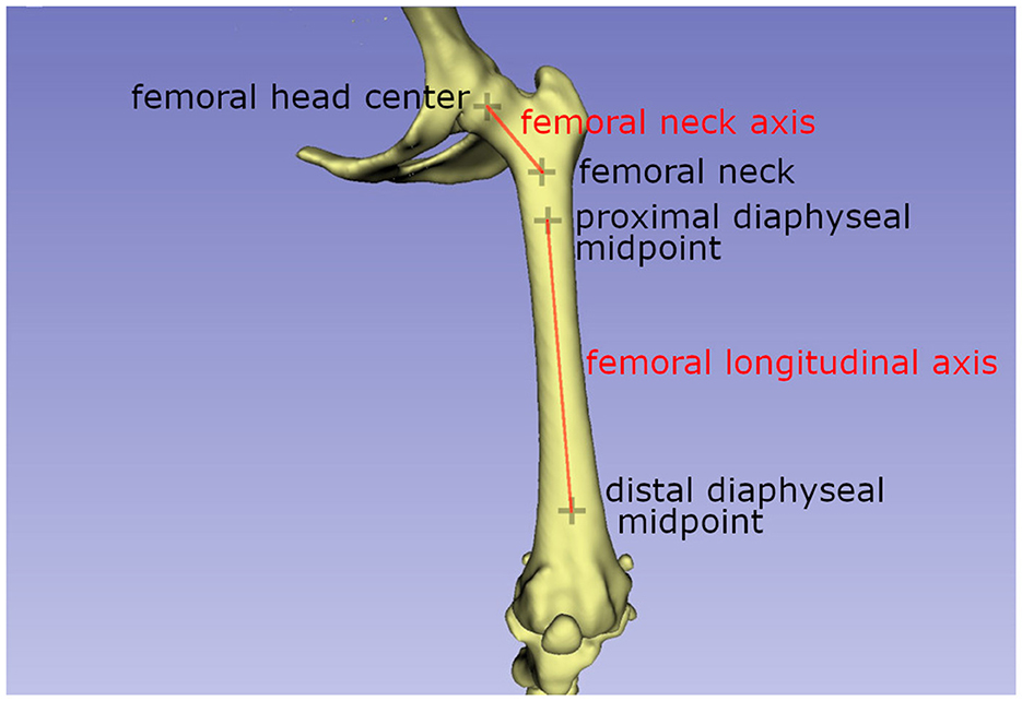 Dog femur shop
