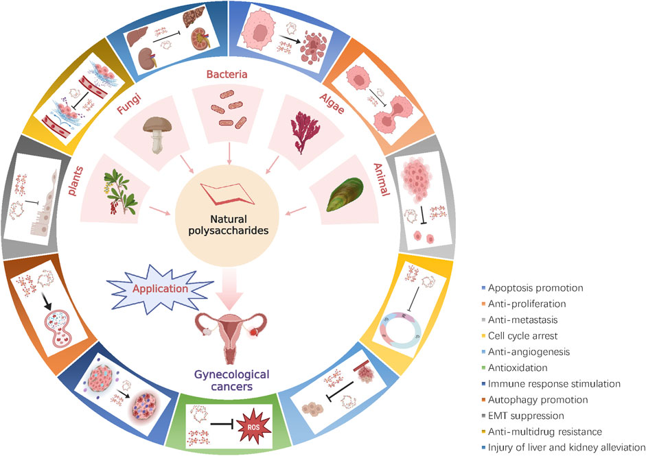 Frontiers | Application of natural polysaccharides and their