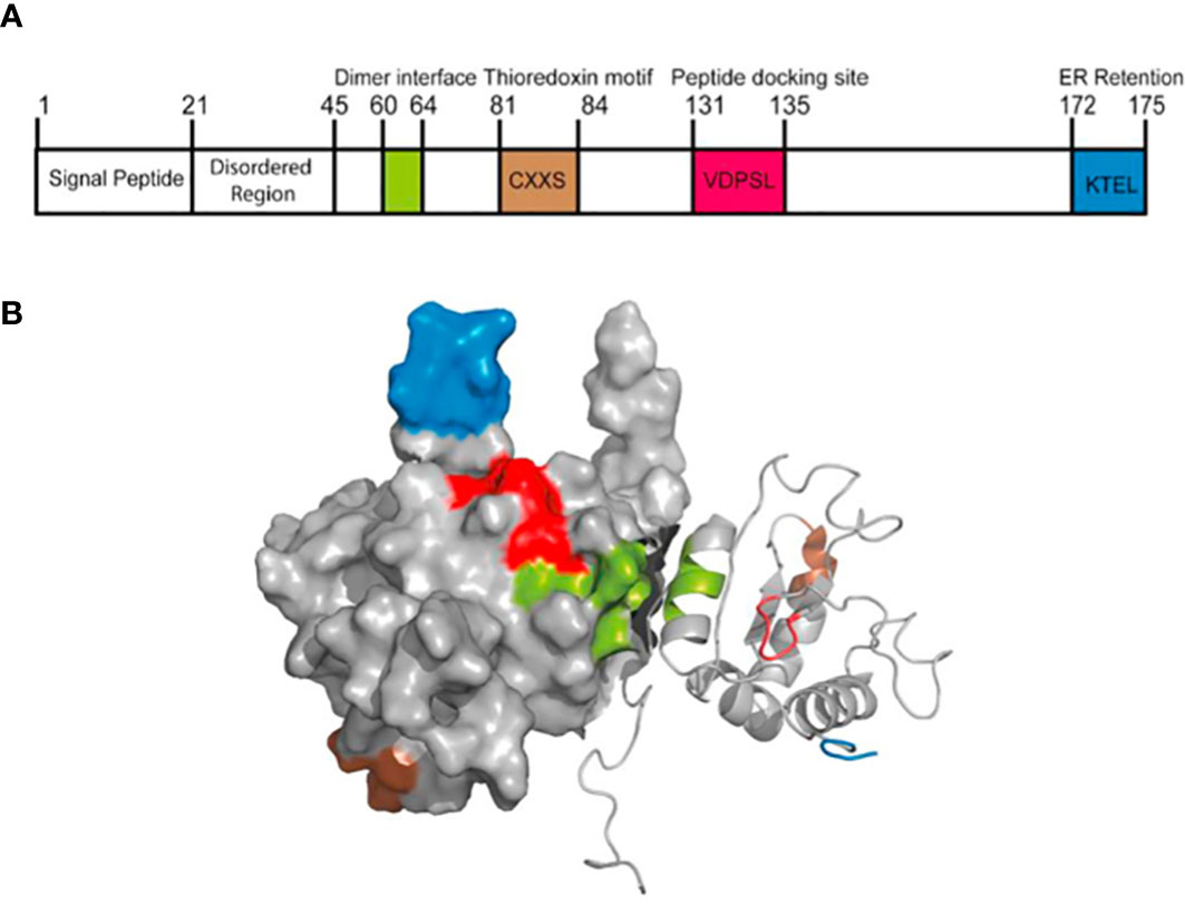 Frontiers | AGR2: a secreted protein worthy of attention in
