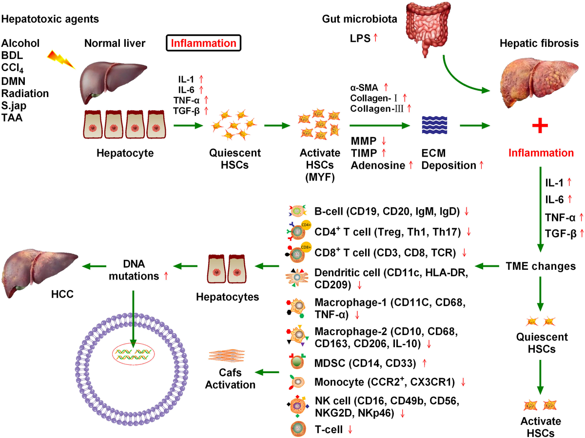 Frontiers | New insights into fibrotic signaling in