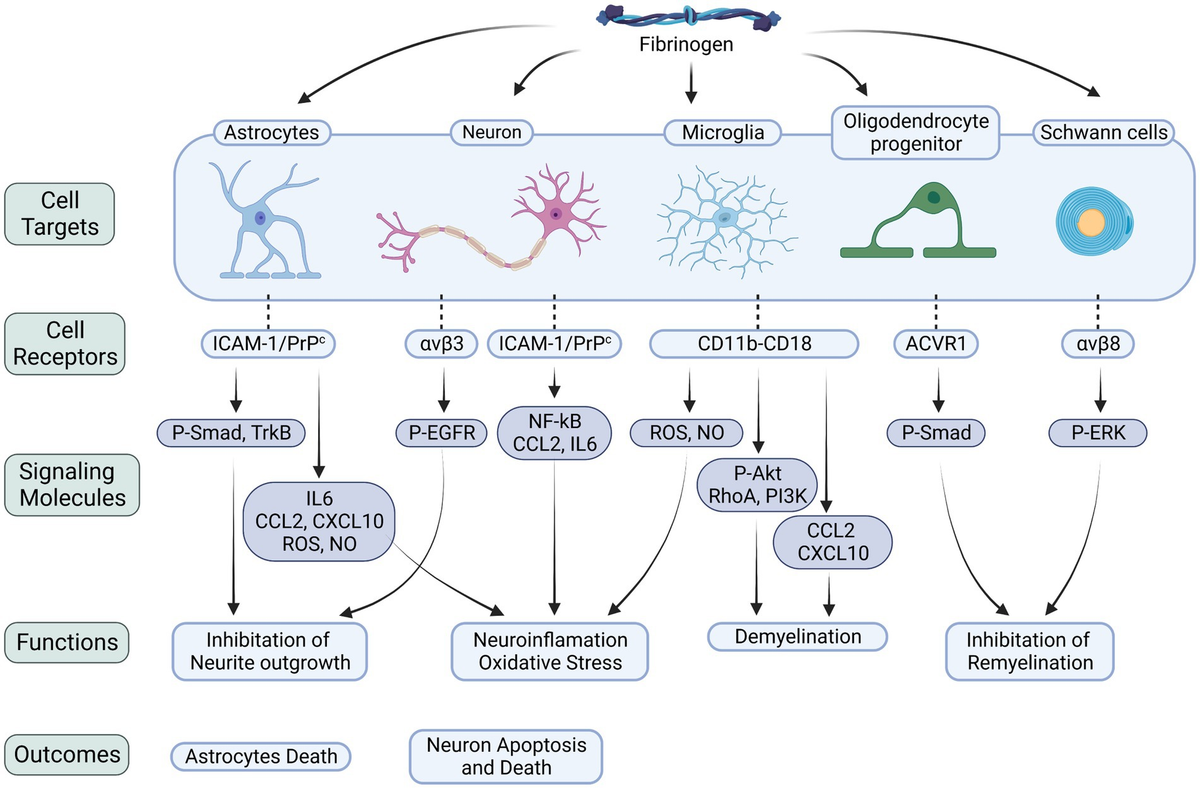 Neurodegenerative diseases are prevalent and currently incurable conditions...
