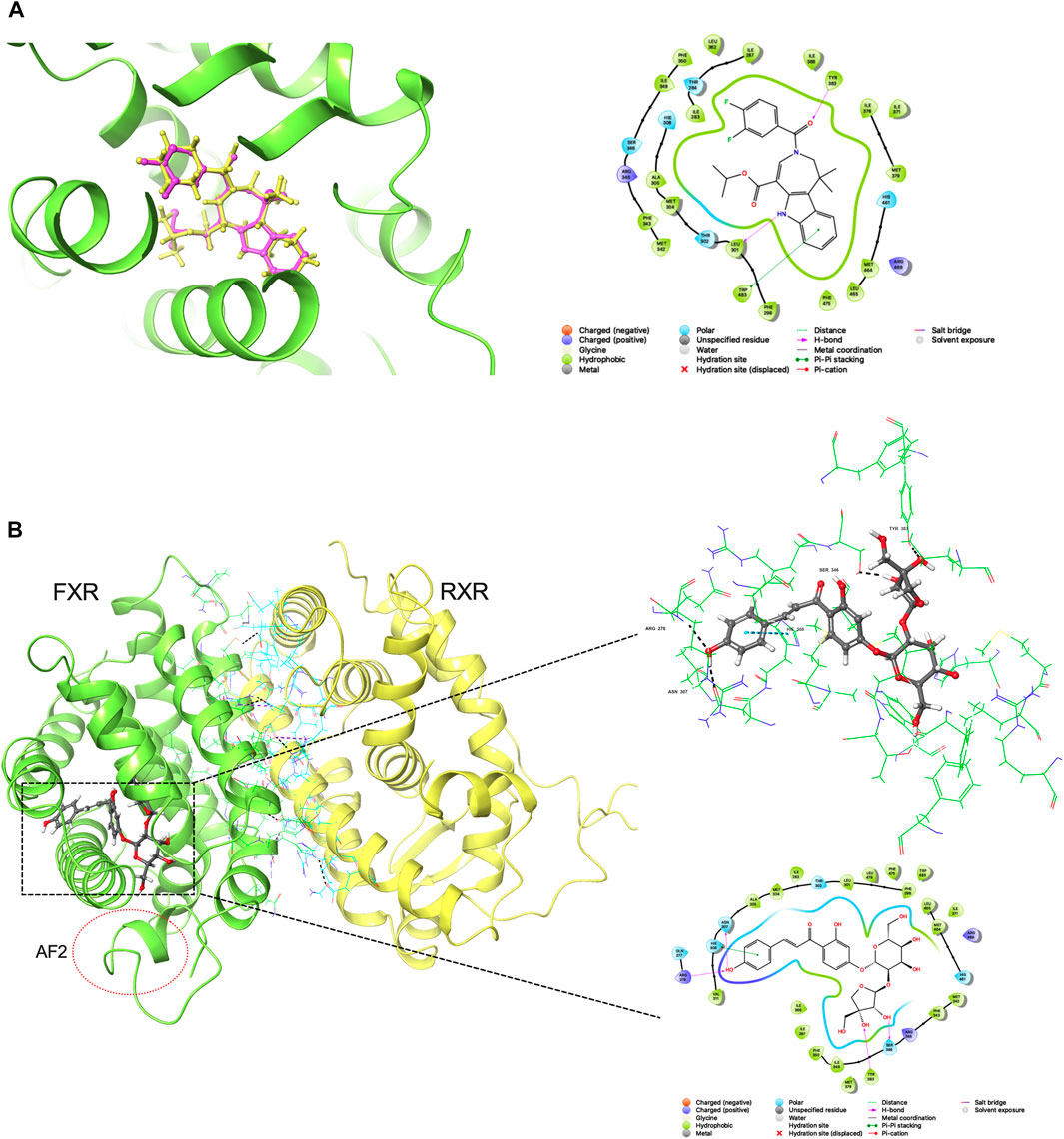 Frontiers Licraside as novel potent FXR agonist for relieving