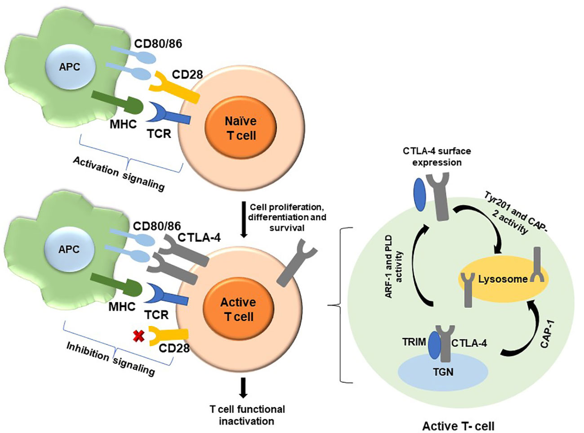 Frontiers | Current understanding of CTLA-4: from mechanism