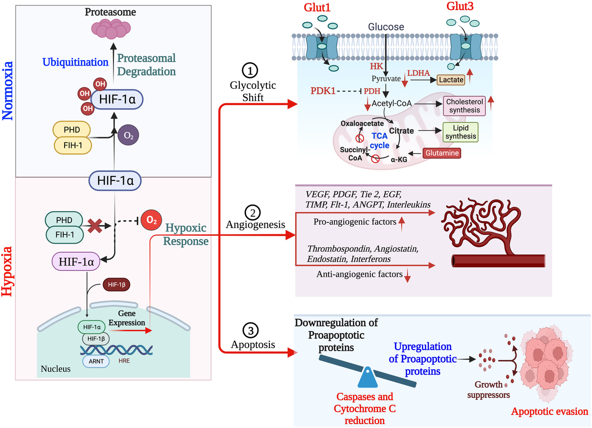 144chan pk Frontiers | Hypoxia: syndicating triple negative breast cancer against  various therapeutic regimens