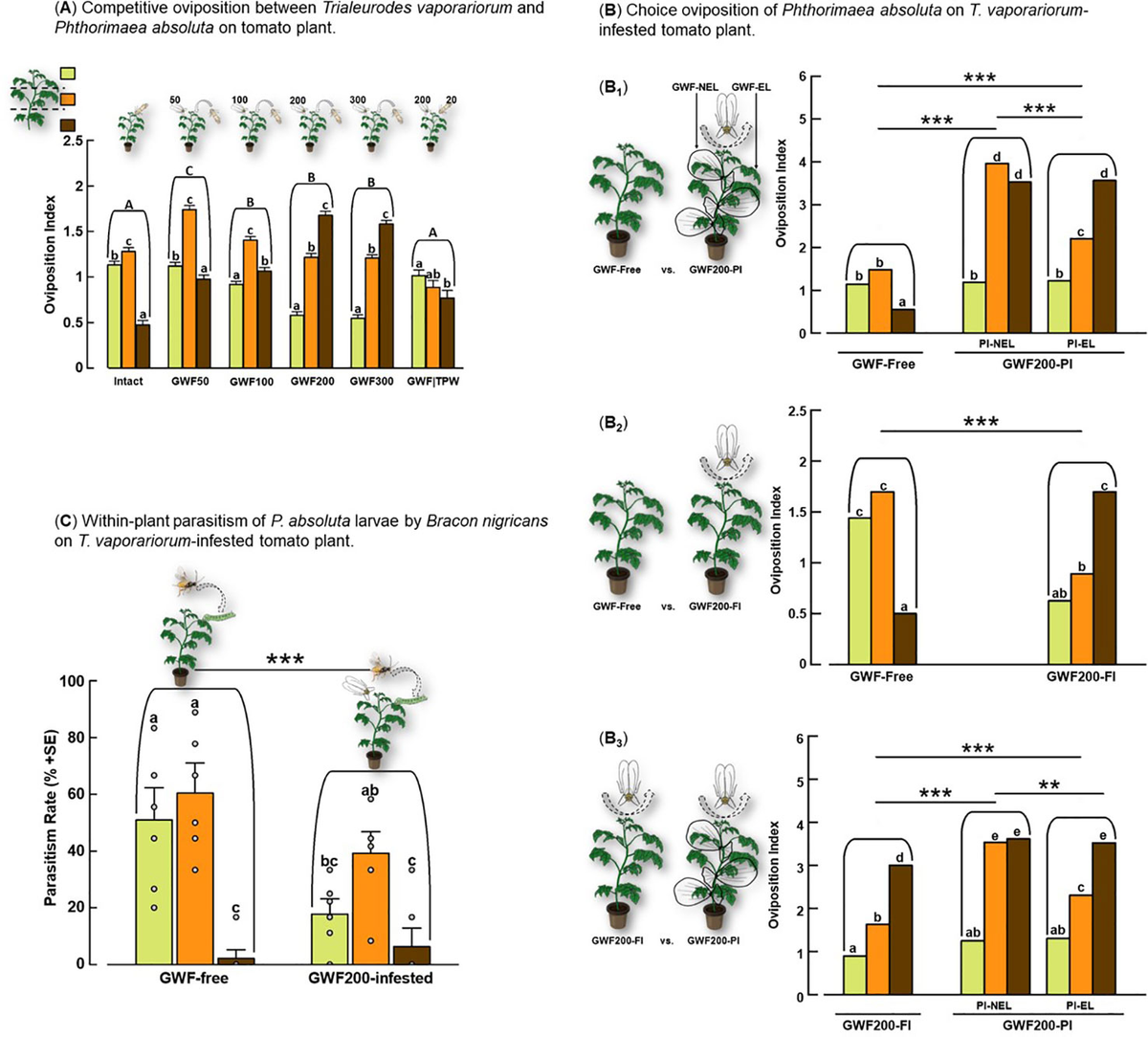 Frontiers | Herbivore intraguild interactions decrease ectoparasitoid  Bracon nigricans parasitism of Phthorimaea absoluta and responses to tomato  volatiles