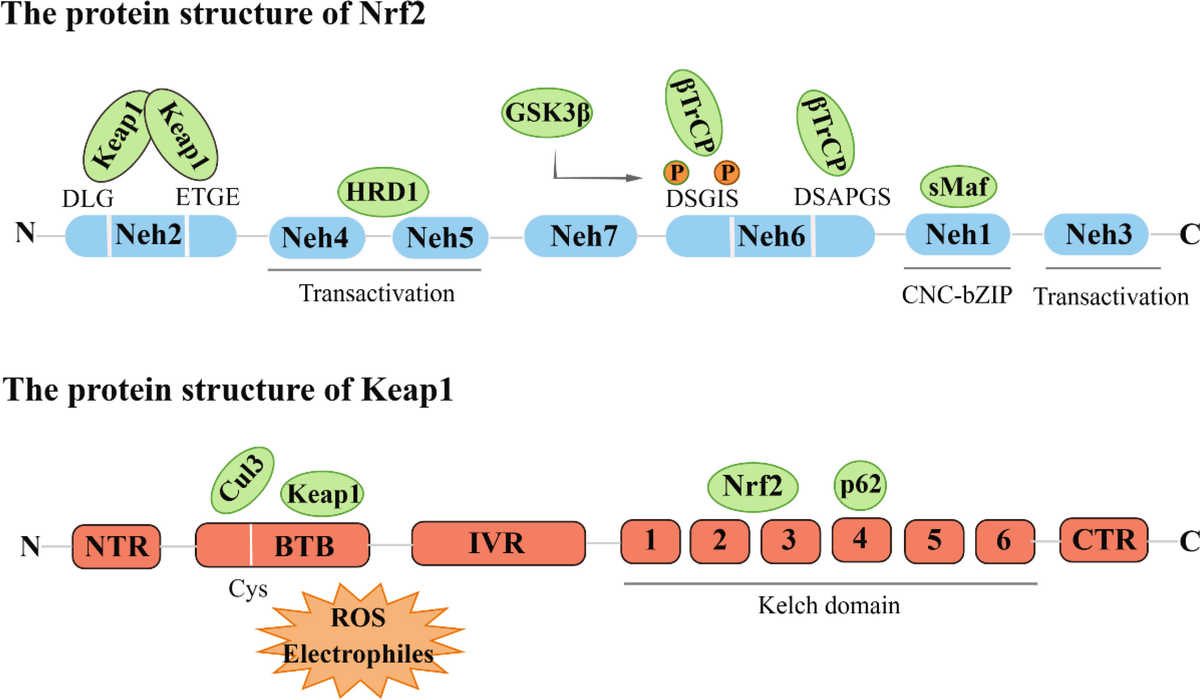 【スーパーセール】 Frontiers | The role of Nrf2 in the pathogenesis and パーツ