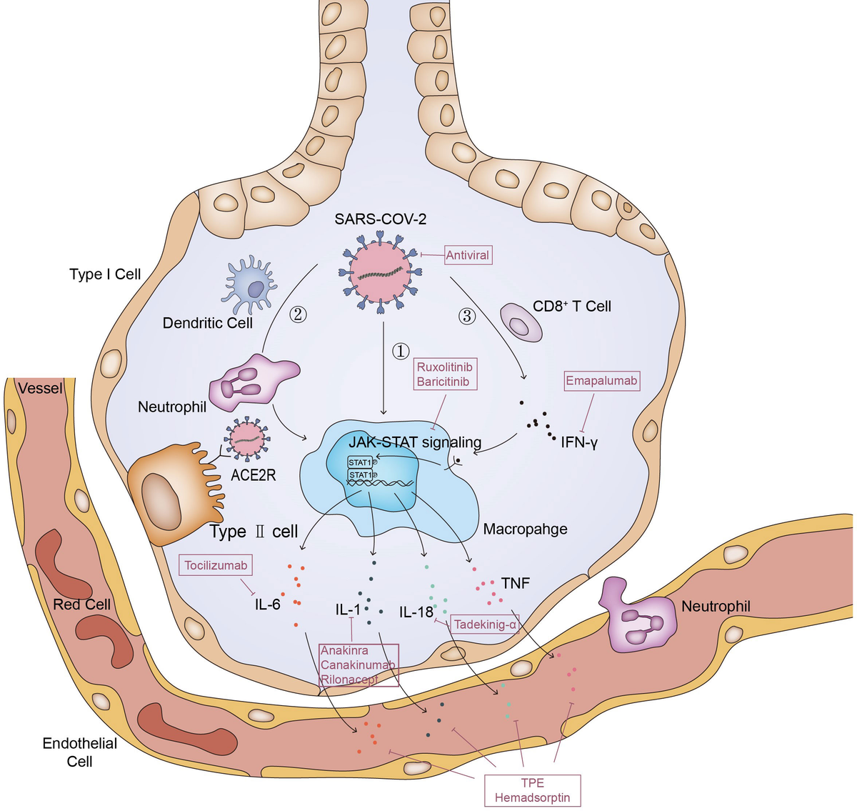 Advances in attractive therapeutic approach for macrophage activation  syndrome in COVID-19 - Frontiers