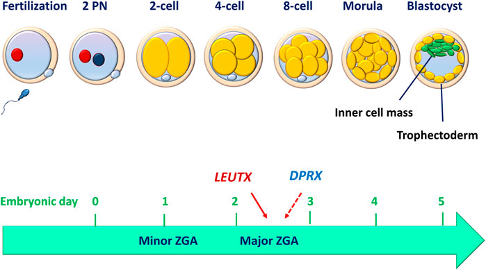 Seksi qizlar BDSM mashgulotlari fotosuratlari