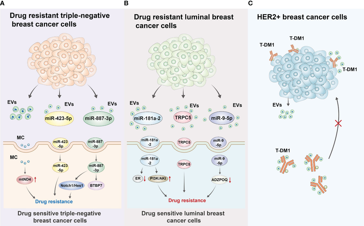 Frontiers | Extracellular vesicles in the treatment and