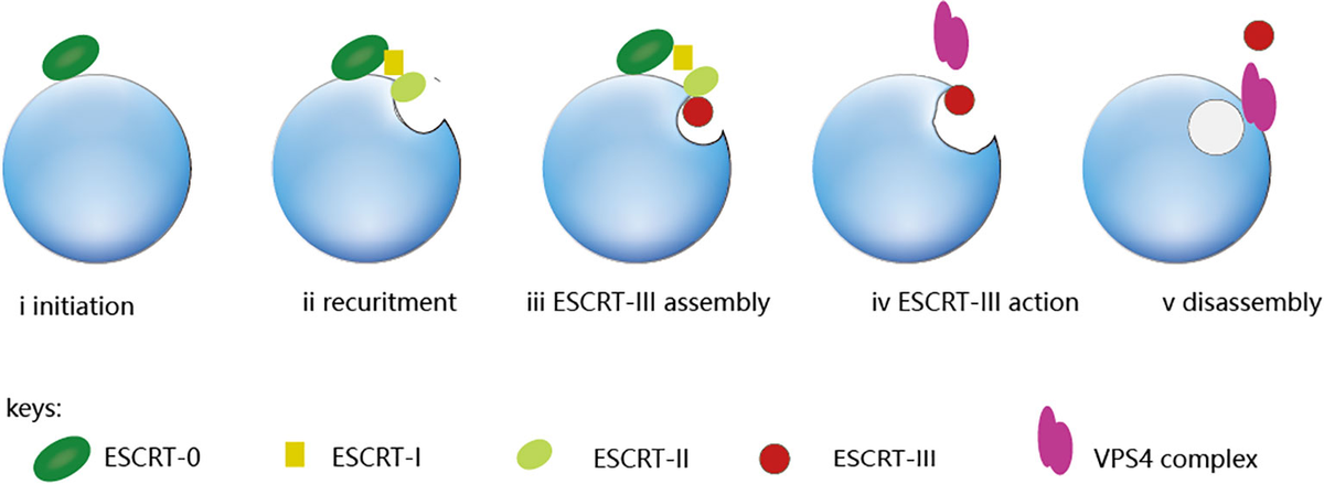Frontiers | The role of Vps4 in cancer development