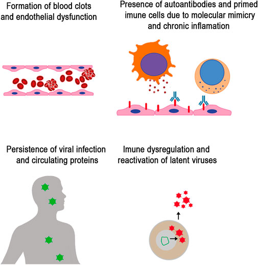 The Role of RBCs in Immunity Revealed - BioTechniques