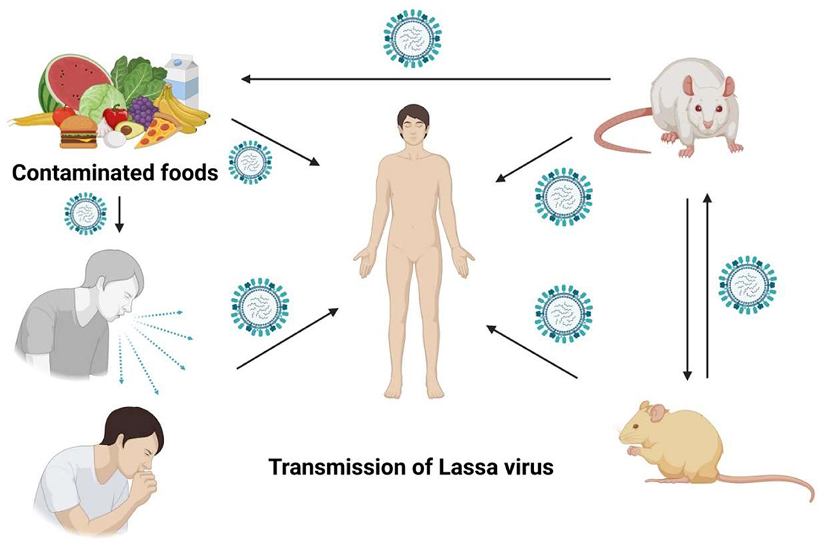 Nursing Paper Example on Lassa Fever