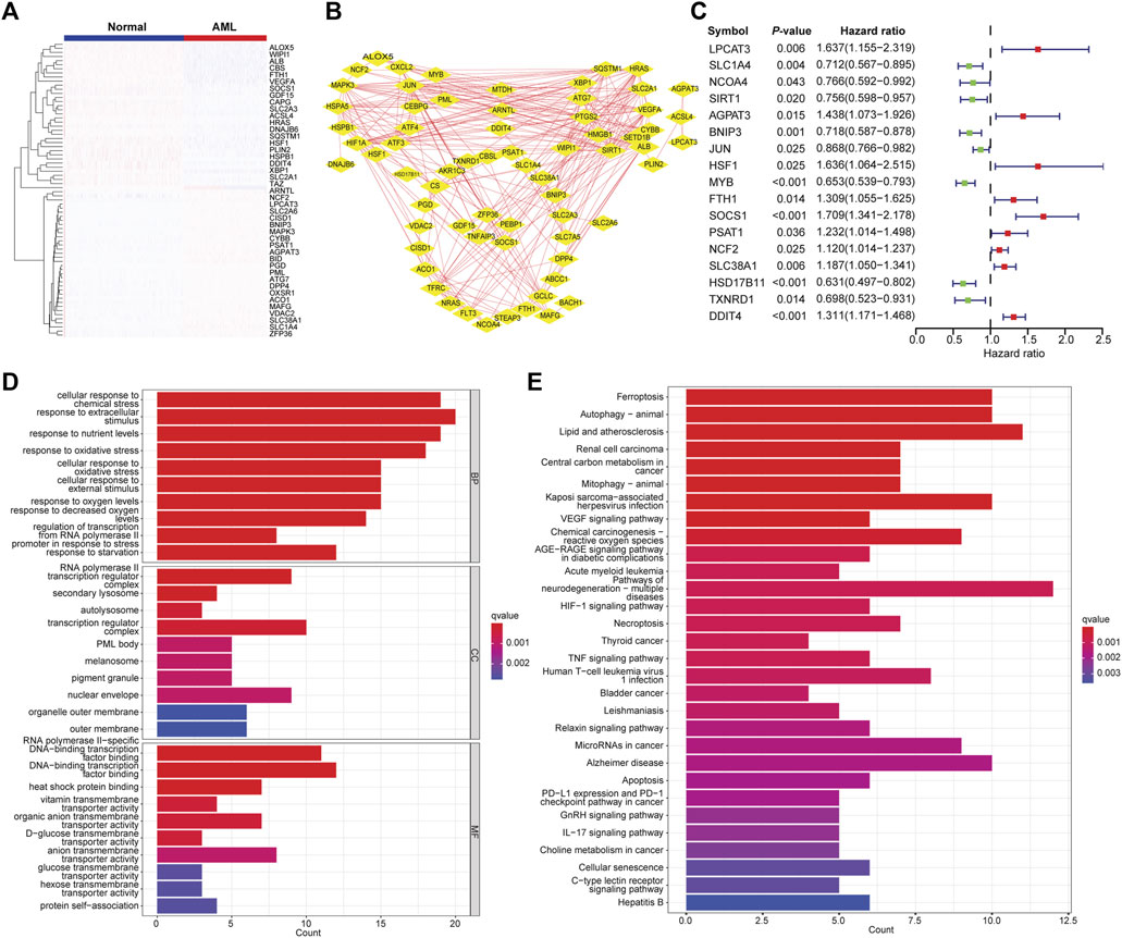 Frontiers | Molecular subtyping of acute myeloid leukemia