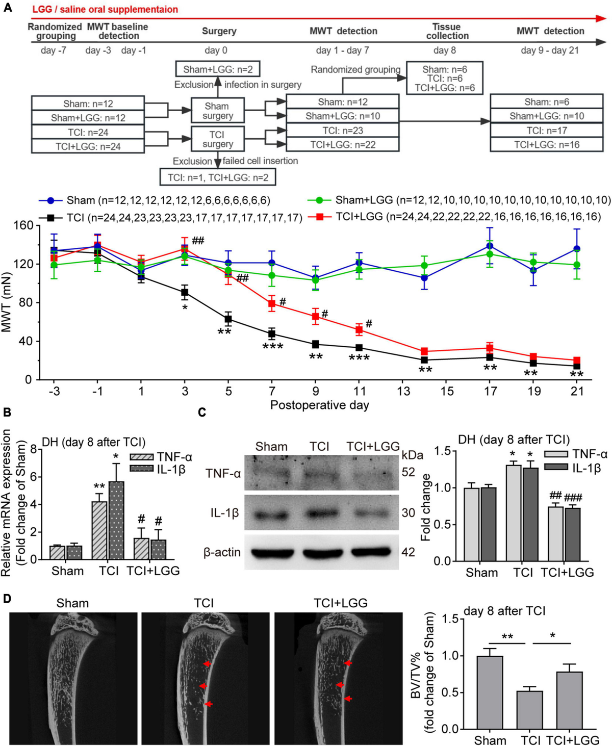 Frontiers | Lactobacillus rhamnosus GG and butyrate