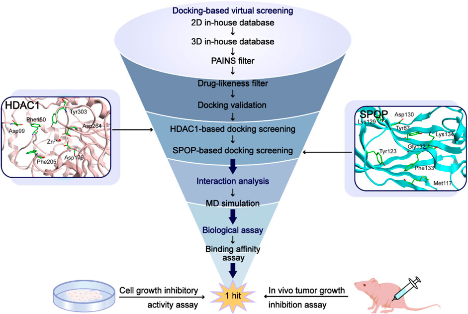 Frontiers | Identification of novel and potent dual