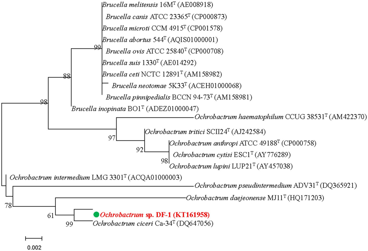 Frontiers | Nitenpyram biodegradation by a novel nitenpyram