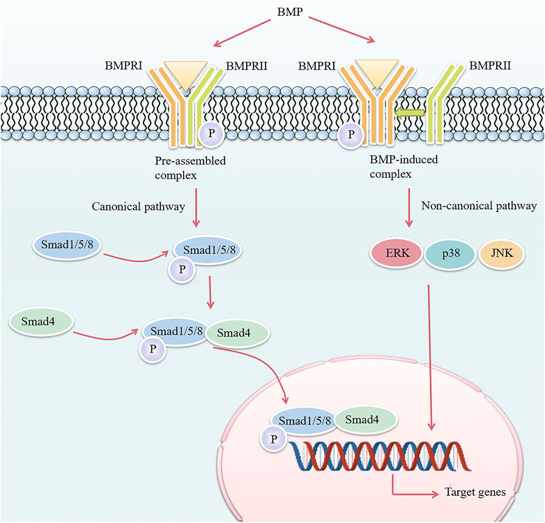 人気ブランドからコーディネートを探す Frontiers critical a 3: kinase receptor-like Activin | 使用済み切手/官製はがき