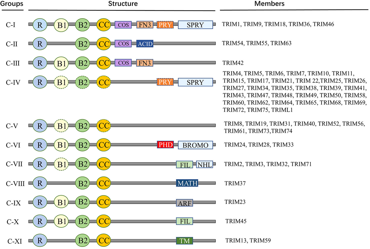 Large-Scale Computational Screening-Aided Development of