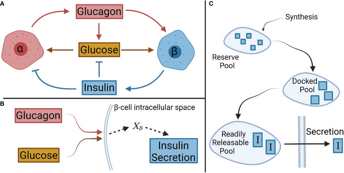 Frontiers | Mathematical modeling clarifies the paracrine roles of 