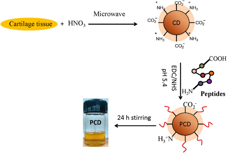 Frontiers | Capra cartilage-derived peptide delivery via