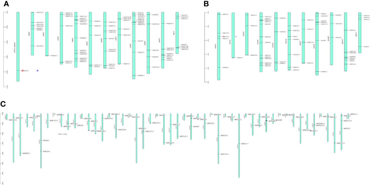 その他 ttt Unveiling the Genomic Basis of Antagonism and Plant Growth