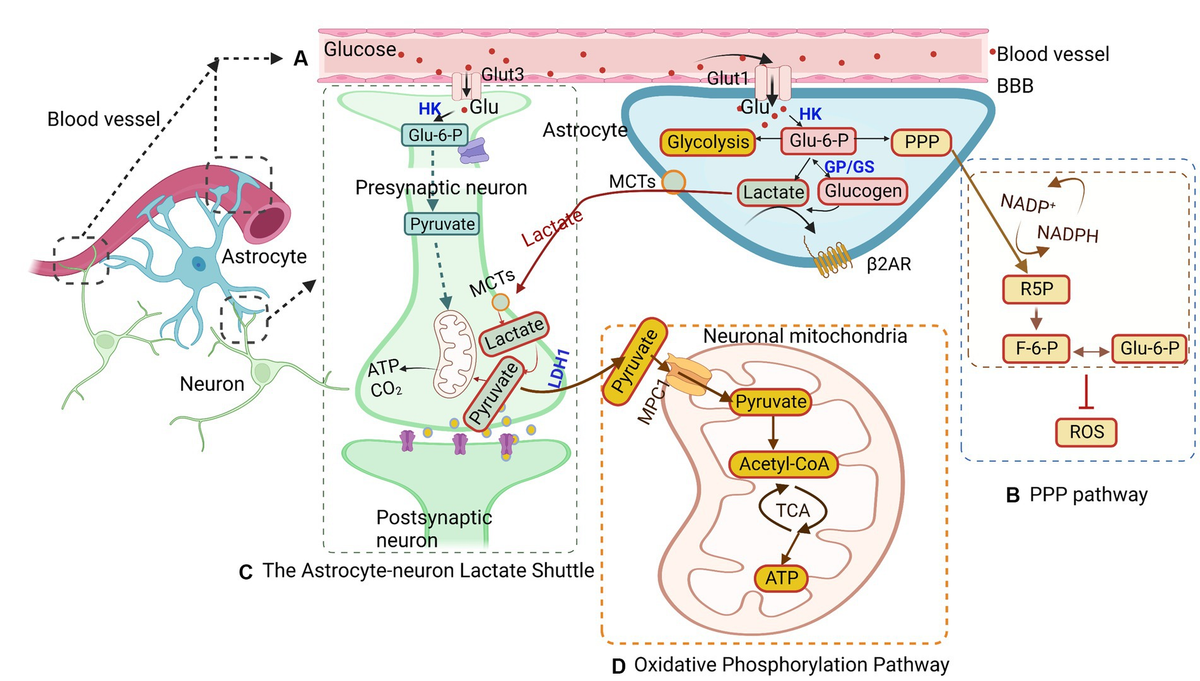 Frontiers | Astrocyte metabolism and signaling pathways in the CNS