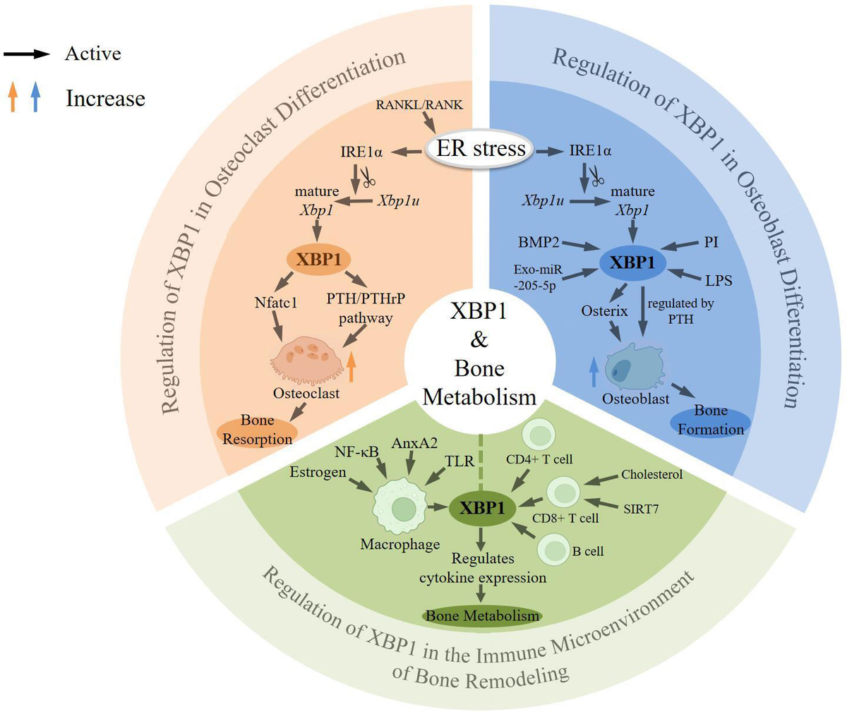 Anti-SOX17 Antibody AF1924: R&D Systems