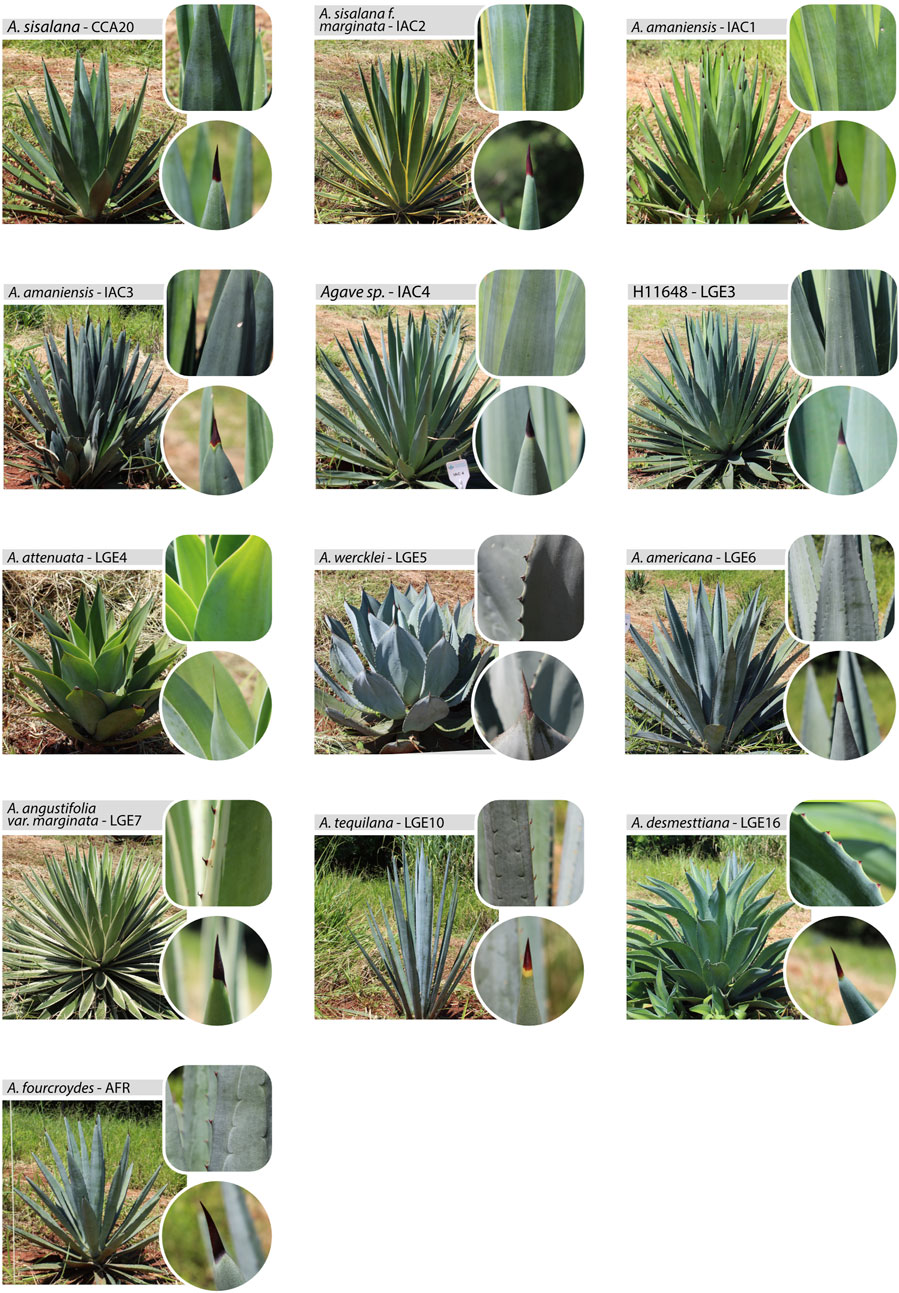 Agave Cj Hybrid Agave ovatifolia Hybrid | Botanical Archive