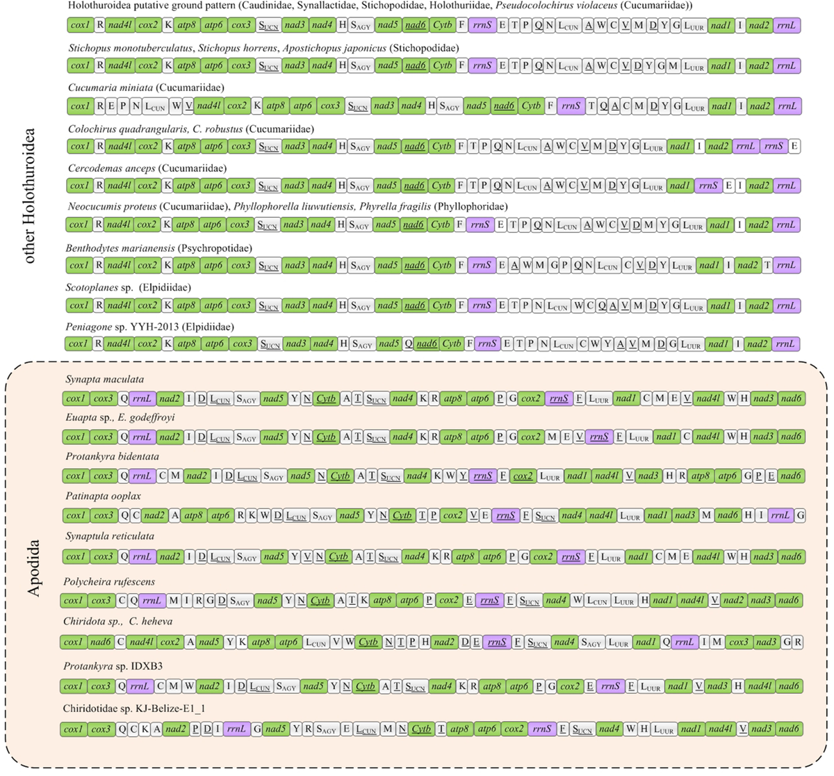 リリー Frontiers | Highly rearranged gene orders and rapid