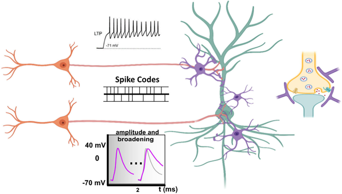 PDF) Computational Neurogenetic Modeling