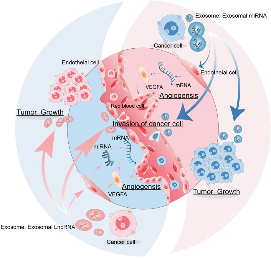 上品な role Emerging | Frontiers of RNAs non-coding exosome-derived ゴルフバッグ・キャディバッグ
