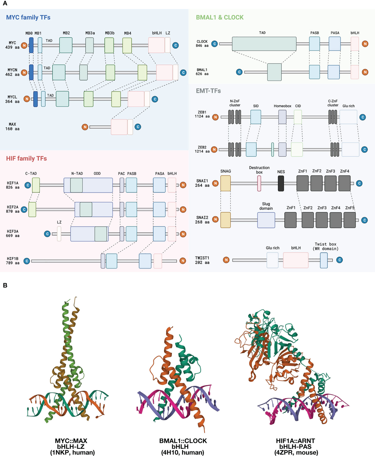 Eukaryotic Transcription Factors ハードカバー Eukaryotic Transcription Factors ハードカバー Complex