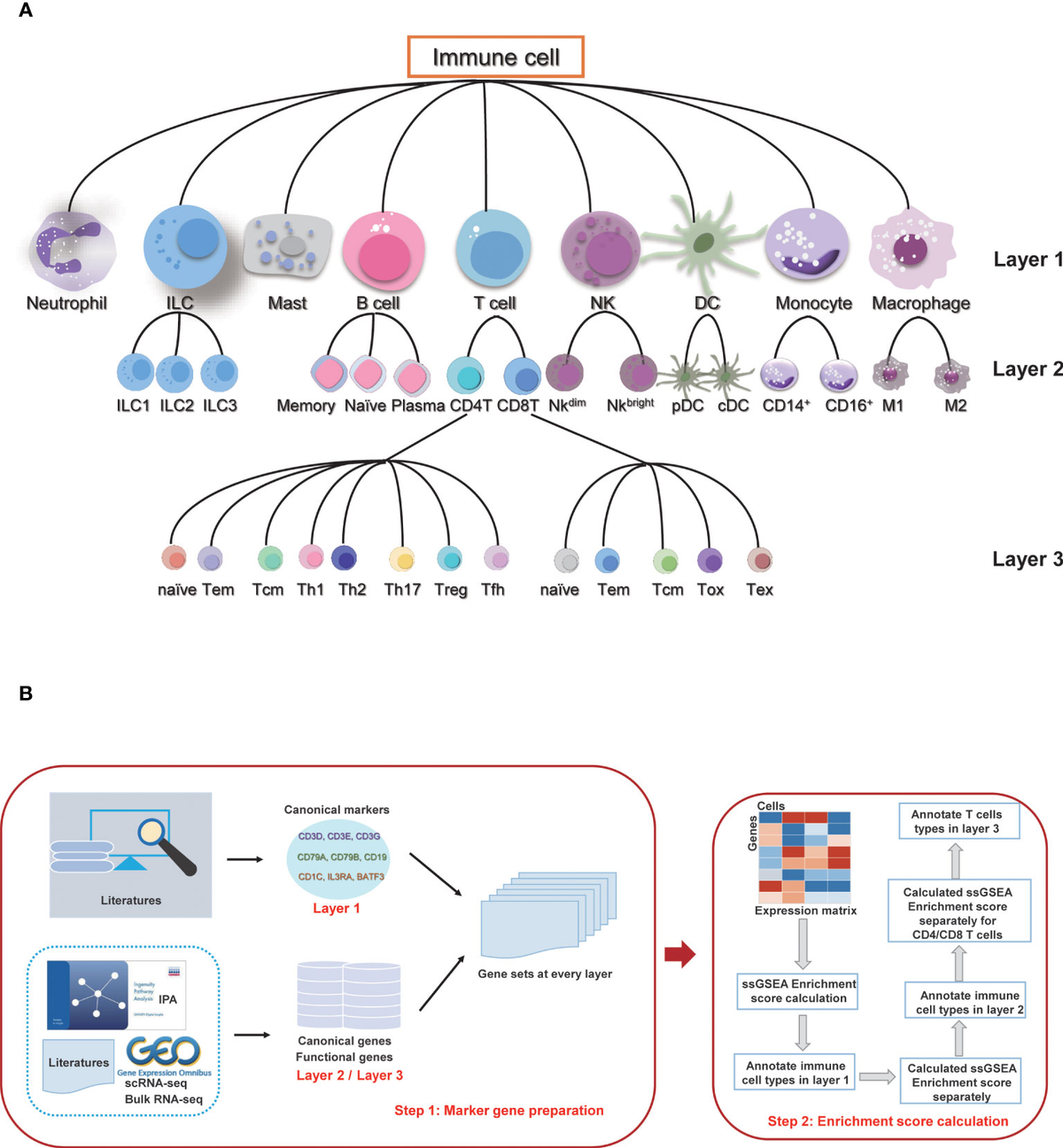Frontiers | sc-ImmuCC: hierarchical annotation for immune cell types in ...