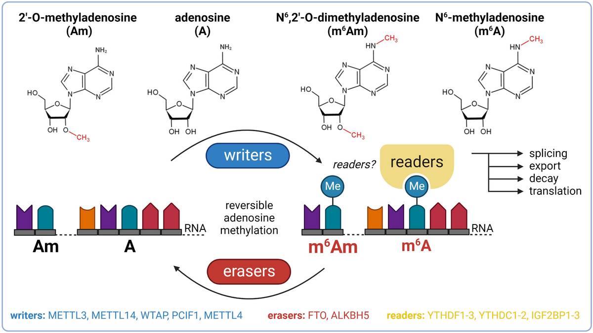 全国宅配無料 | Frontiers The in modifications RNA m6Am and m6A of role デュエルマスターズ