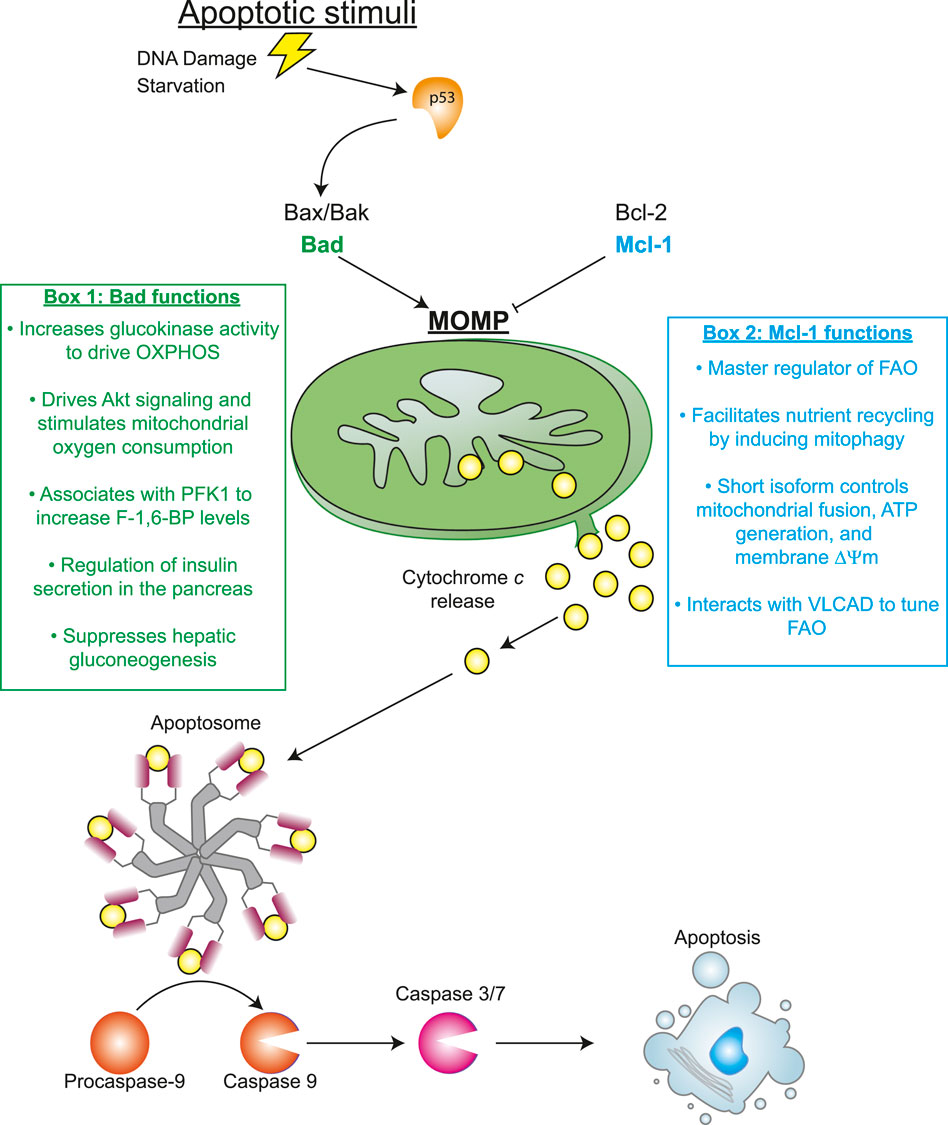 自動販売機　 Effects of DNA, RNA, and Protein Methylation on the
