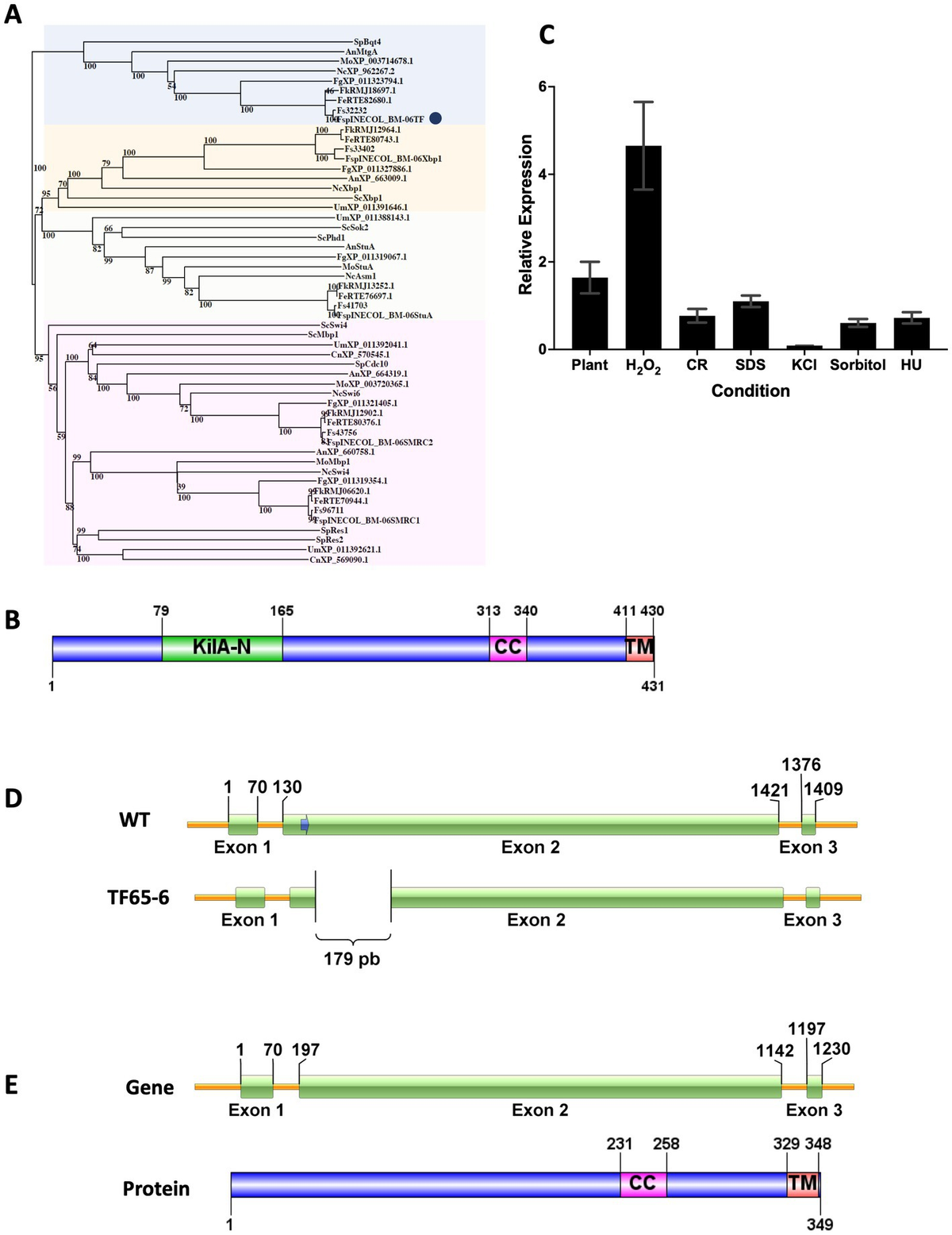 Frontiers | The biological relevance of the FspTF