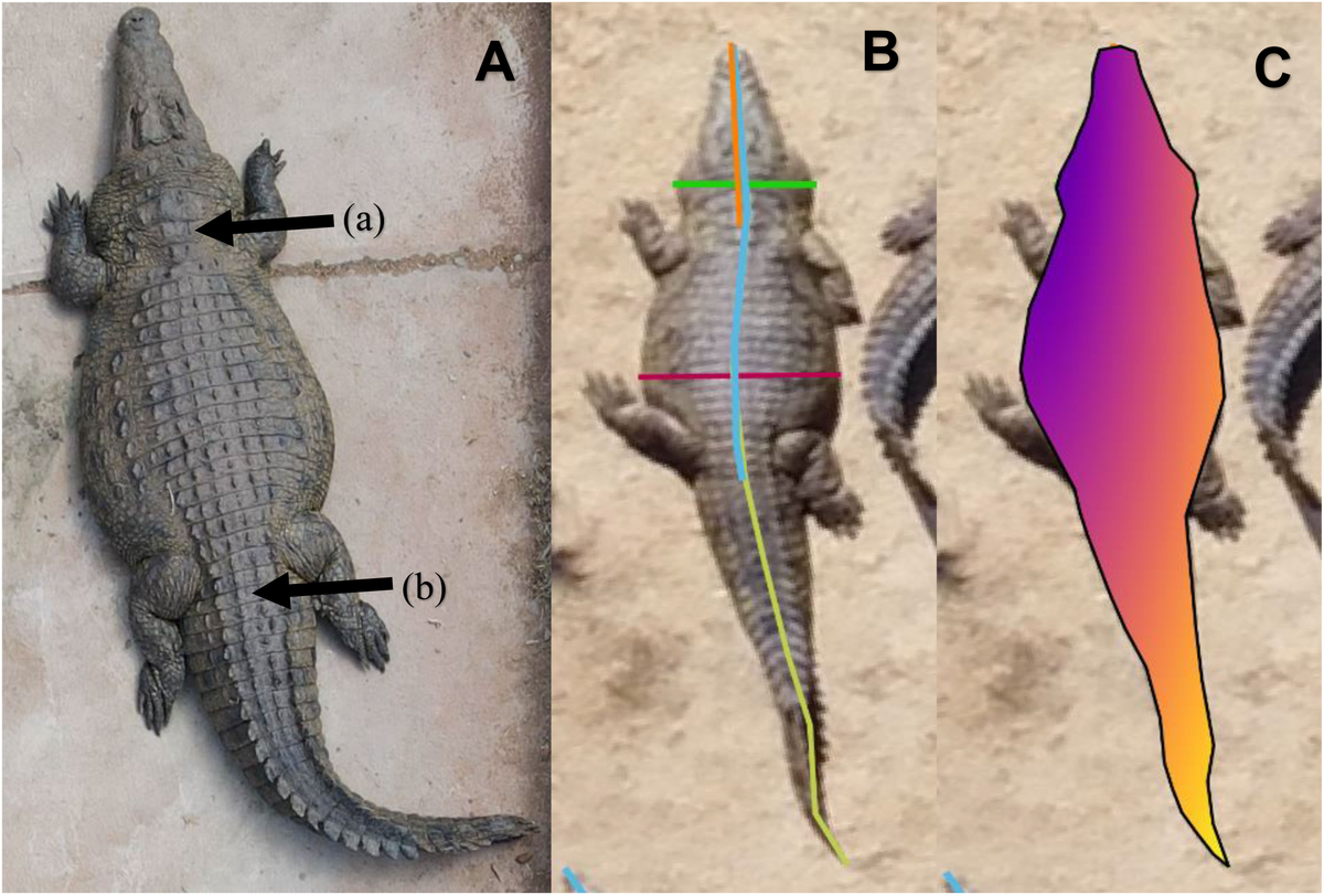 小物 WILD SWANS CROCODILE / NORMA(S) WILD SWANS CROCODILE / NORMA(S)