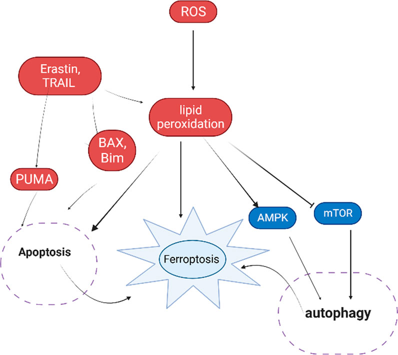 Frontiers | ROS induced lipid peroxidation and their role in ferroptosis