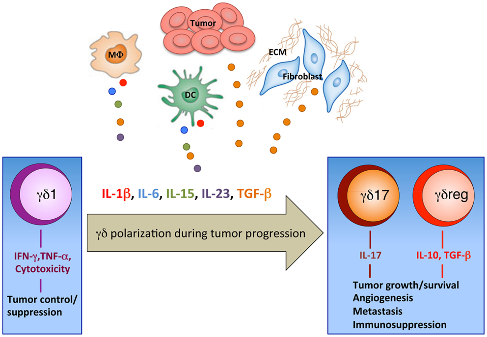 Frontiers | Tumor-infiltrating γδ T lymphocytes: pathogenic
