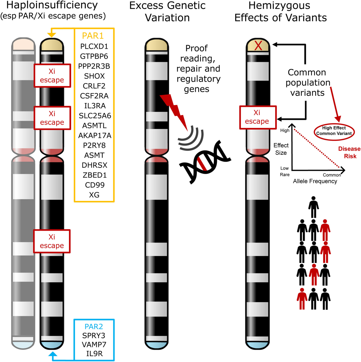 Frontiers | Analysis of genetic variability in Turner syndrome linked to  long-term clinical features, image size:1200x1202