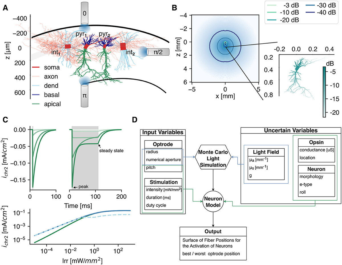 Frontiers | Quantitative analysis of the optogenetic Frontiers | Quantitative analysis of the optogenetic