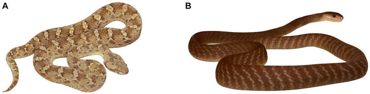 Frontiers | Are vipers prototypic fear-evoking snakes? A