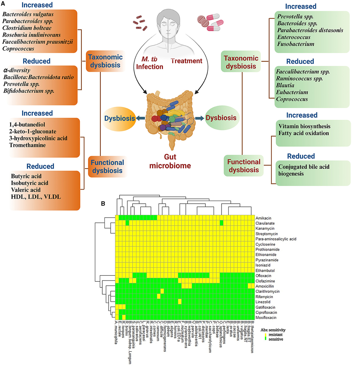 Frontiers | Host microbiome in tuberculosis: disease