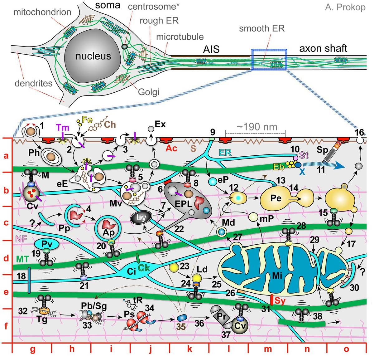 Frontiers | How neurons maintain their axons long-term: an