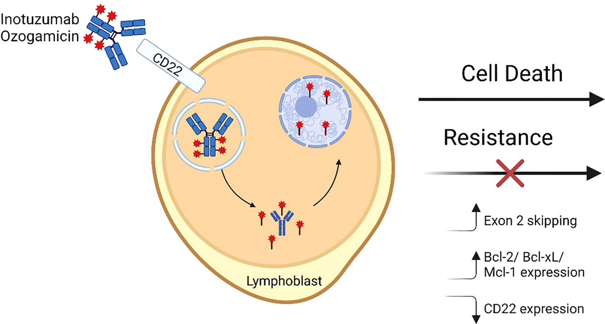 ｃｄ4 Frontiers | Inotuzumab ozogamicin in B-cell precursor acute